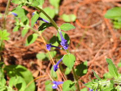 Scutellaria dumetorum