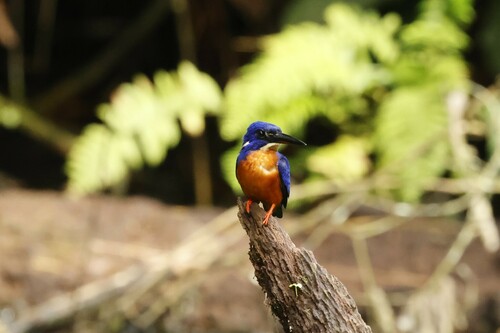 Shining-blue Kingfisher (Alcedo quadribrachys), photo 3