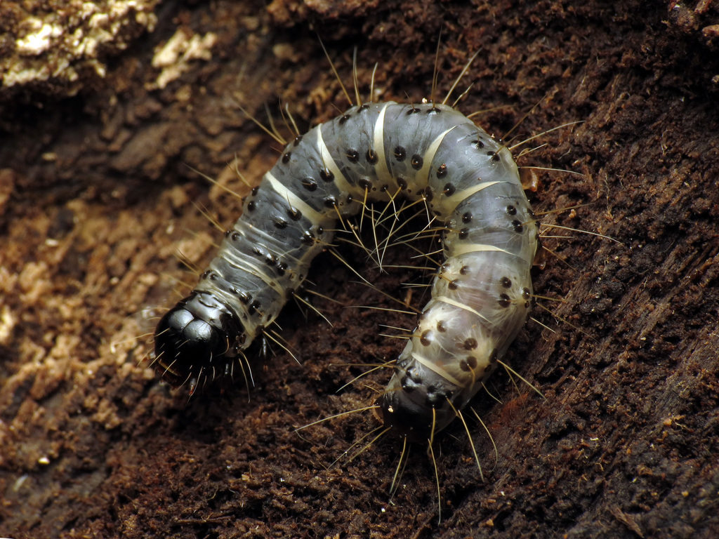 Dead-wood Borer Moth