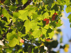 Erythrophleum chlorostachys
