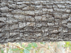 Erythrophleum chlorostachys