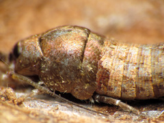 Pedetontus saltator