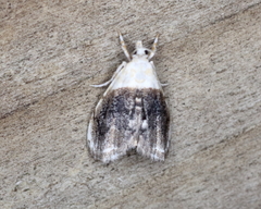 Lipocosmodes fuliginosalis