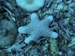 Choriaster granulatus