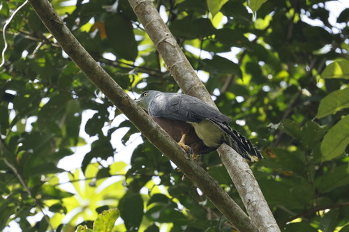 Long-tailed Hawk (Urotriorchis macrourus), photo 9
