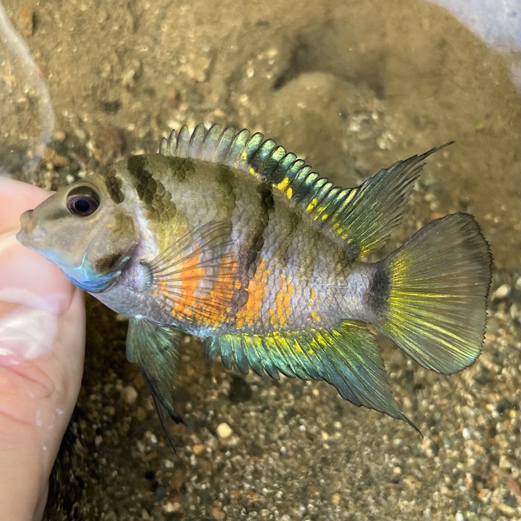 Convict (Amatitlania nigrofasciata) — Cichlidae
