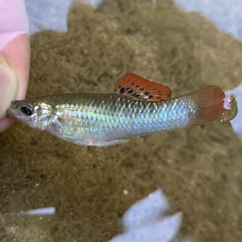 Liberty molly (Poecilia salvatoris) — Poeciliidae — 2