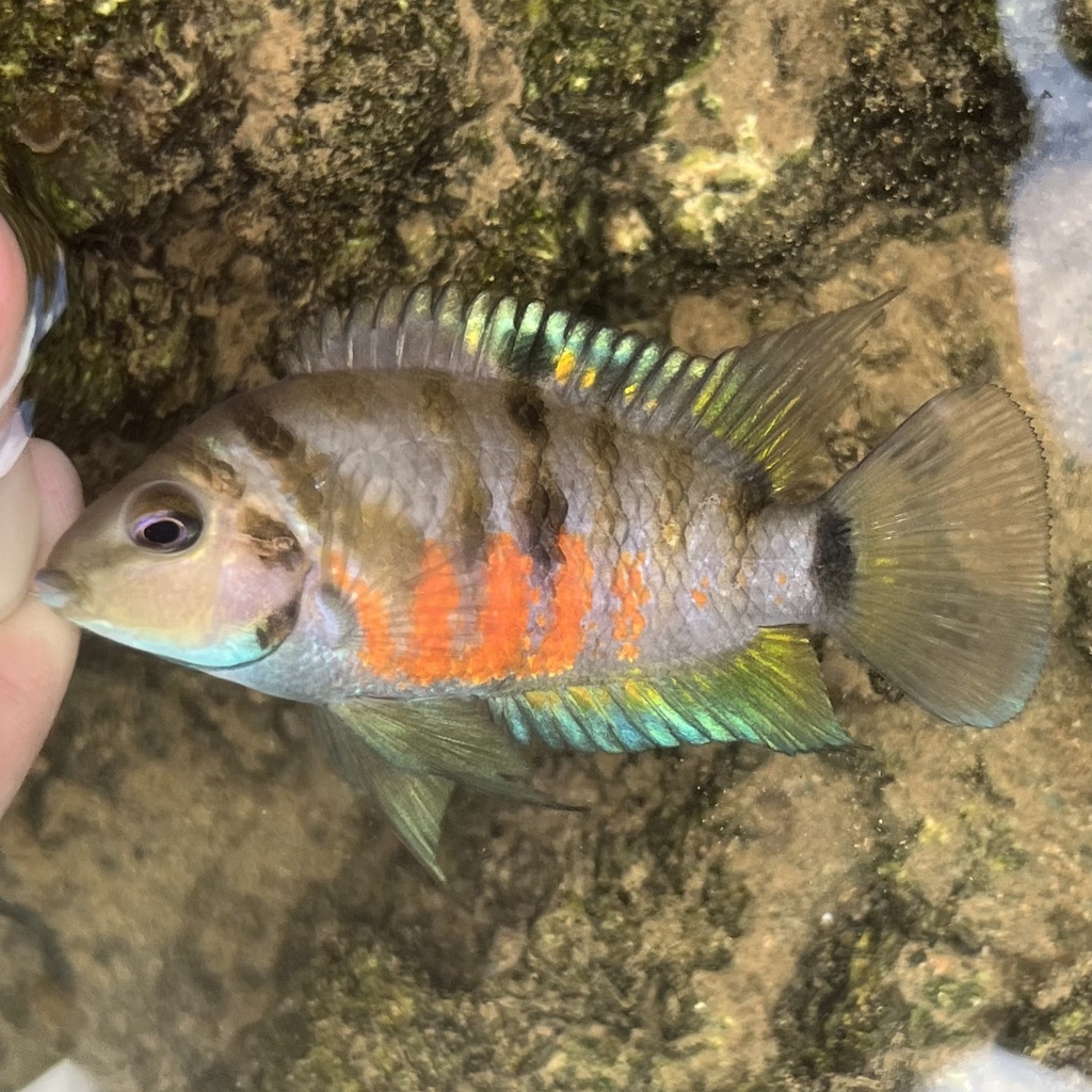 Convict (Amatitlania nigrofasciata) — Cichlidae