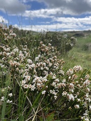 Epacris petrophila, photograph Hilary Rose Dawson, CC BY, iNaturalist via GBIF