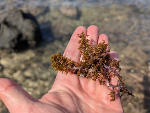 Sargassum polyphyllum observed 2024-12-07