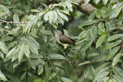 Swamp Palm Bulbul (Thescelocichla leucopleura), photo 2