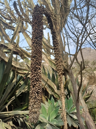 Image of Agave attenuata by (c) Monics Paredes, some rights reserved (CC BY)