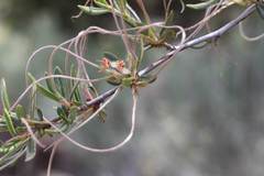 Cercocarpus ledifolius intermontanus