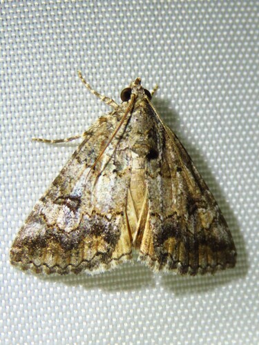 Eubolina moth photo 6