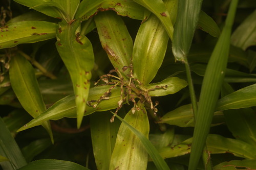 Pollia crispata (Pollia crispata)
