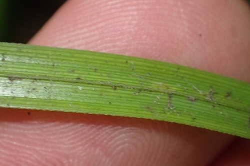 Image of Carex dissita by (c) Oscar Dove, some rights reserved (CC BY)