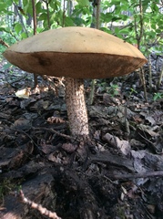 Leccinum insolens