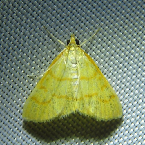 Helvibotys helvialis photo 3