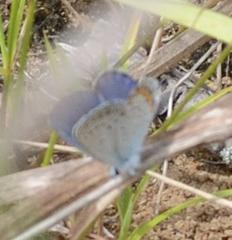 Plebejus samuelis