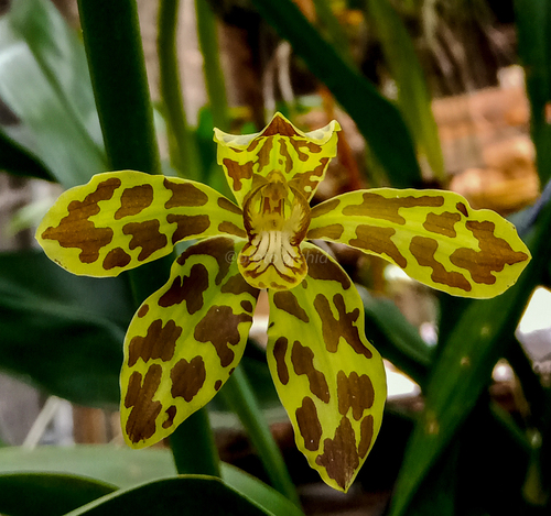 Letter Plant