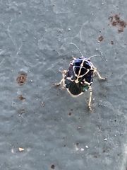 Murgantia violascens