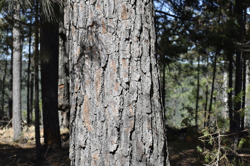 Herrera's pine (Pinus herrerae)