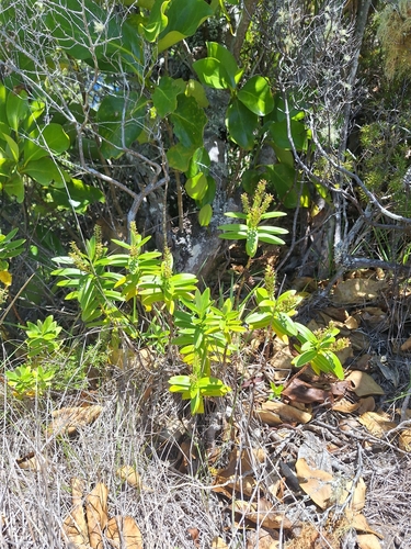 Image of Veronica saxicola by (c) Oscar Dove, some rights reserved (CC BY)
