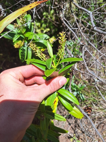 Image of Veronica saxicola by (c) Oscar Dove, some rights reserved (CC BY)