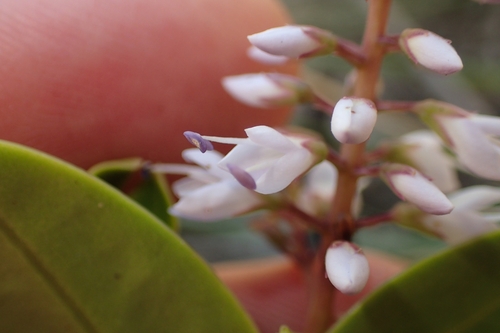 Image of Veronica saxicola by (c) Oscar Dove, some rights reserved (CC BY)