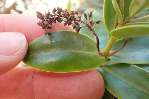 Image of Veronica saxicola by (c) Oscar Dove, some rights reserved (CC BY)