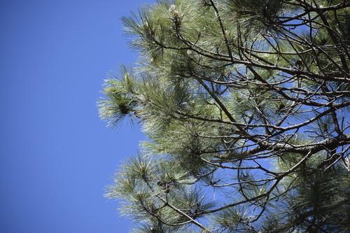 Pinus durangensis