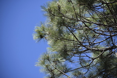 Pinus durangensis