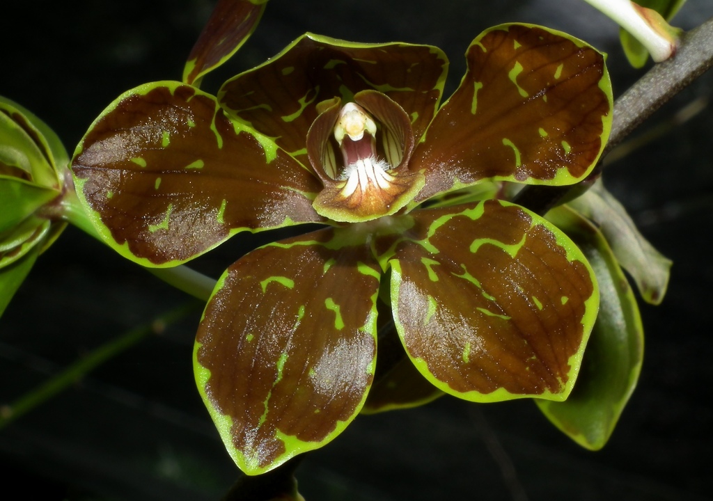 Grammatophyllum martae