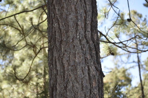 Pinus durangensis, photograph 1