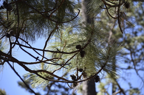Pinus durangensis, photograph 2