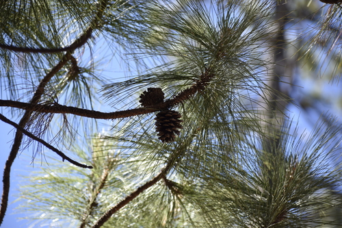 Pinus durangensis, photograph 3