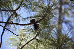 Pinus durangensis, photograph (c) Norma Piedra, some rights reserved (CC BY)