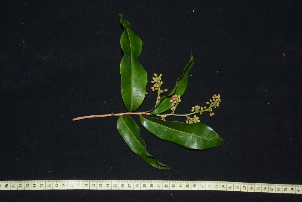 Gomphia serrata (Gomphia serrata)