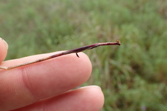 Eleocharis montevidensis