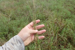 Eleocharis montevidensis