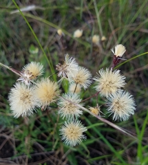 Vernonia blodgettii