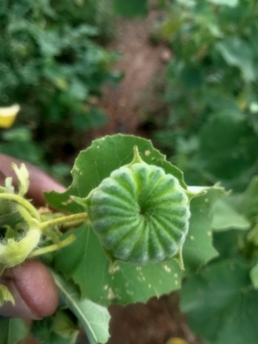 Image of Abutilon hirtum by (c) vaazhaikumar, some rights reserved (CC BY)