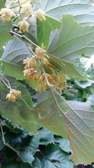 Tilia mandshurica