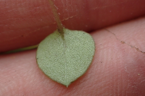Image of Nertera Dichondrifolia (Nertera dichondrifolia) by (c) Oscar Dove, some rights reserved (CC BY)