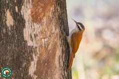 Lepidocolaptes angustirostris