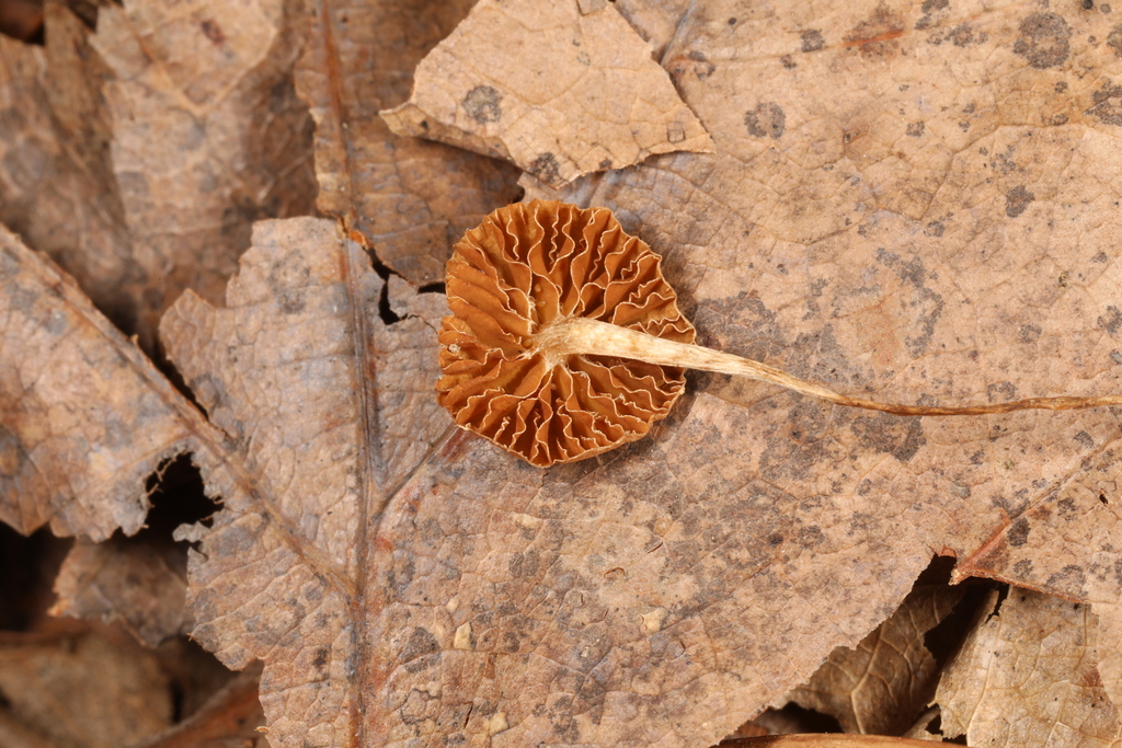 Pholiotina sp. 'PA01'