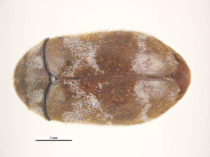 Trogoderma quinquefasciatum