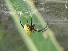 Cyrtophora cylindroides