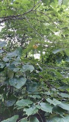 Tilia mandshurica
