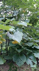 Tilia mandshurica